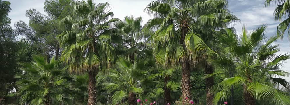 Palm Trees in Abia.